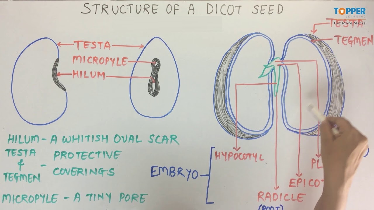 bean seed structure