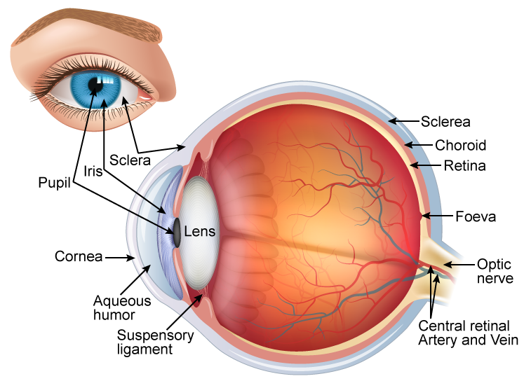 Draw A Neat And Labelled Diagram Of Structure Of The Human Eye Science Topperlearning Com Slwbyx77
