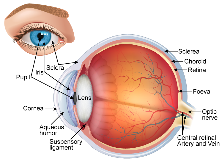 How To Draw A Well Labelled Diagram Of Human Eye