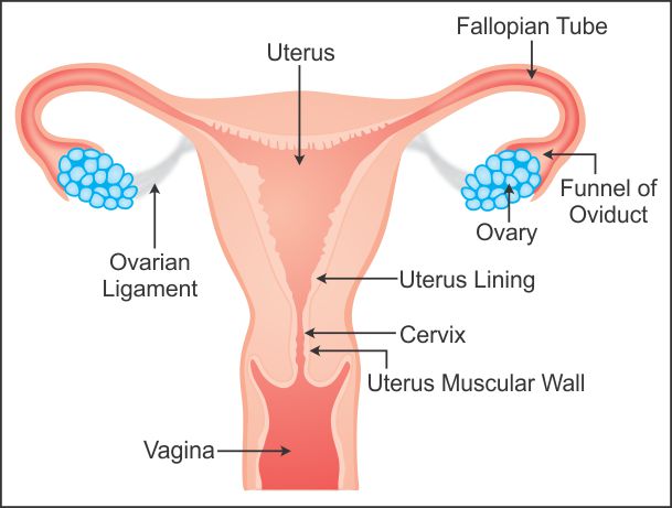 Draw A Labelled Diagram To Explain The Female Reproductive