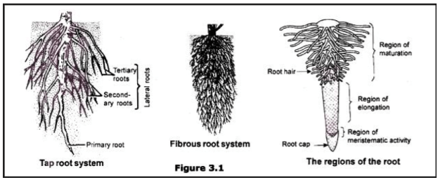 NEET Biology - Structural Organisation In Animals And Plants Free Notes ...