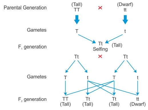 Draw a flow chart to determine the characteristics of the progeny ...