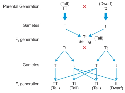 Generation Characteristics Chart