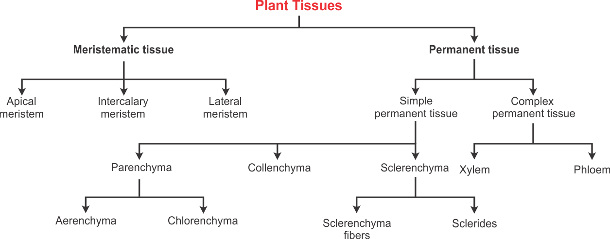 Plant tissues. Plant Tissue Types. Tissues what. 4 Types of Tissue. Preparations from Plant and animal Tissues.