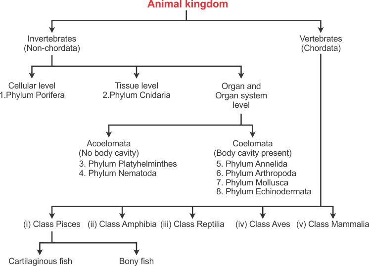 Experts please explain basis of classification of kingdom Animalia with the  help of flowchart !! - Biology - Diversity in Living Organisms - 16241715 |  