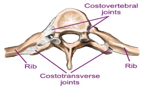 osteoartrita articulațiilor costovertebrale)