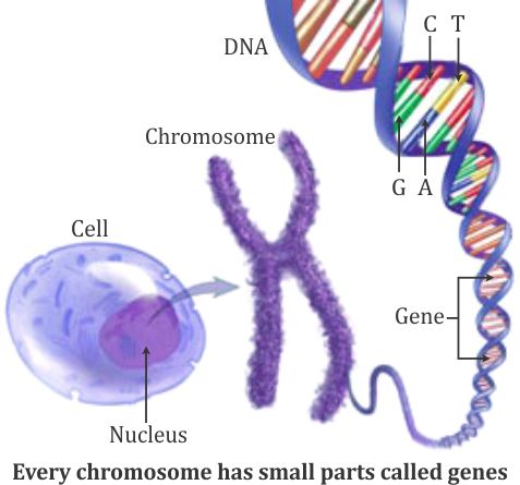 where exactly is gene present on dna or on chromosome plz explain ...