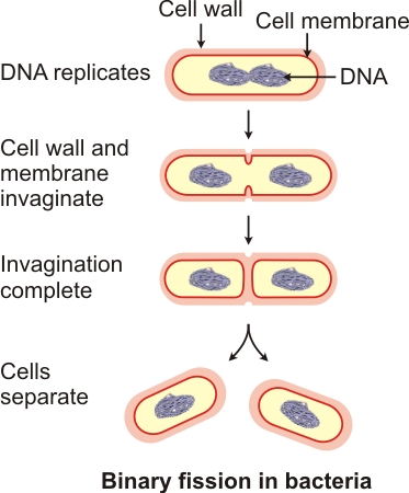 Binary Fission In Bacteria Diagram