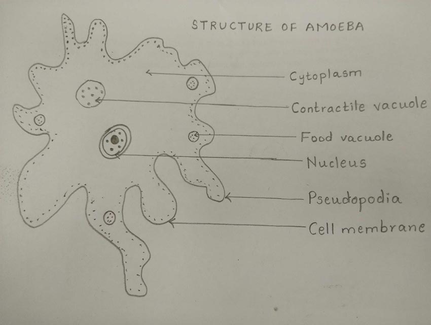 Biology Diagrams Made Easy For Cbse And Icse Board Exams