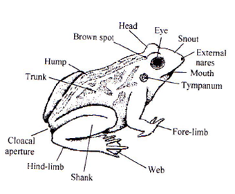 NEET Biology - Structural Organisation In Animals And Plants Free Notes ...