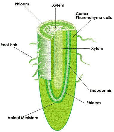 xylem diagram plants