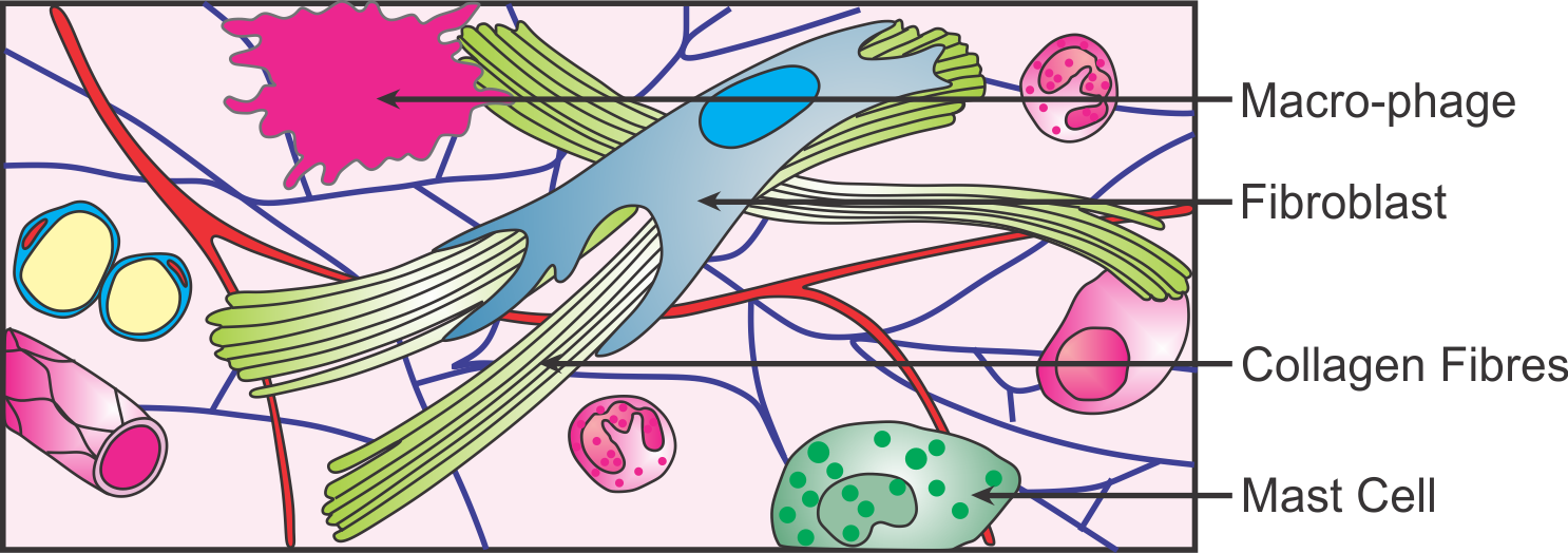 areolar loose connective tissue