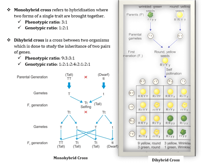 case study questions from principles of inheritance and variation