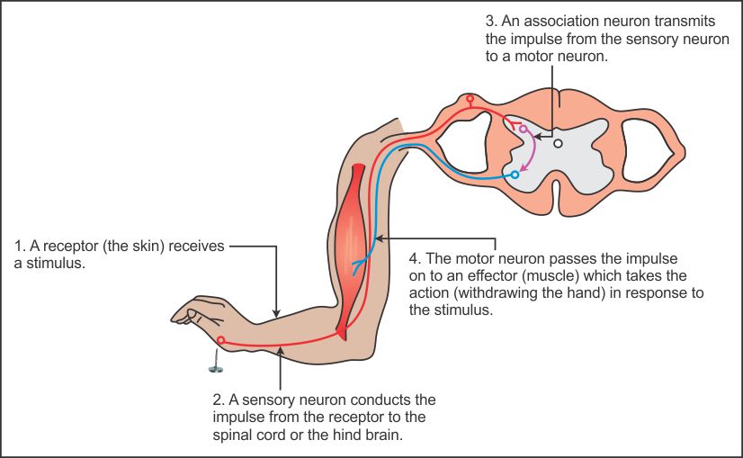 explain reflex action with the help of an example - ntqclj33