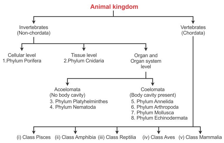 Mammal Classification Chart