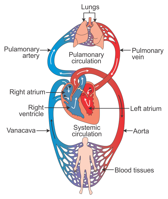 simple heart blood flow diagram