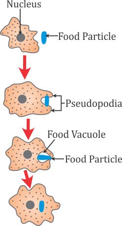 a draw diagram to show the nutrition in amoeba and label the part used