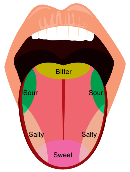 Taste buds on tongue