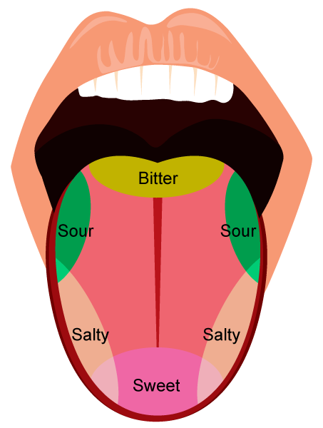 What Are Different Taste Bud 8dxn322