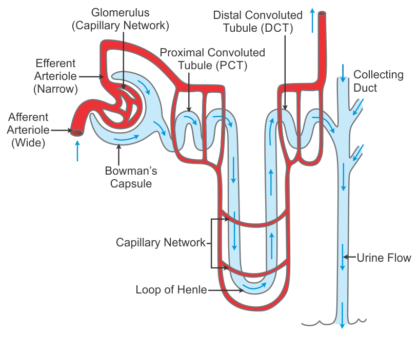 Image result for structure of nephron