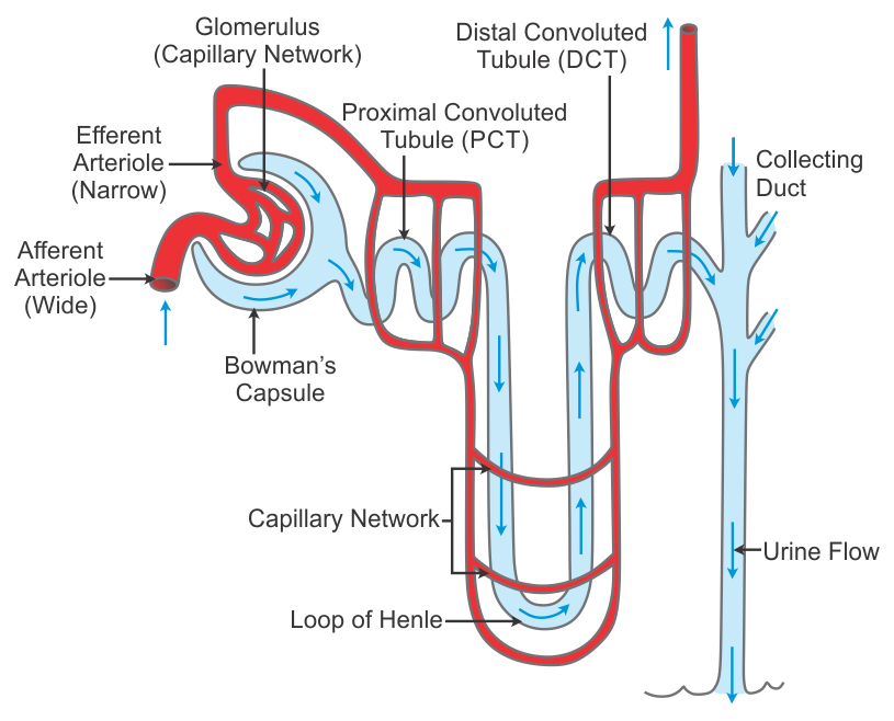 Describe The Structure Of A Nephron With The Help Of A Labelled Diagram   8ca1ae55dd6451b4c4d74e03633d65075b71389ab12168.04263800Nephron 