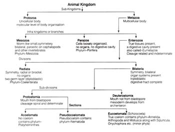 The Animal Kingdom Classification Chart
