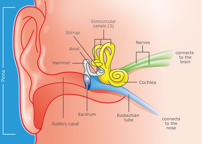 how does a human ear work??? pls ans as fast as you can - 12030