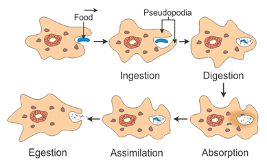 amoeba nutrition steps involved class help diagram digestion explain neat animals food chapter well notes cell write down topperlearning pseudopodia
