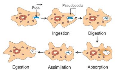 write down the steps involved in nutrition in amoeba bwxctjee -Biology