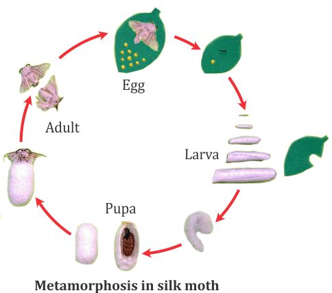 name the four stages in the life cycle of a silk worm. - 5eepr9uu