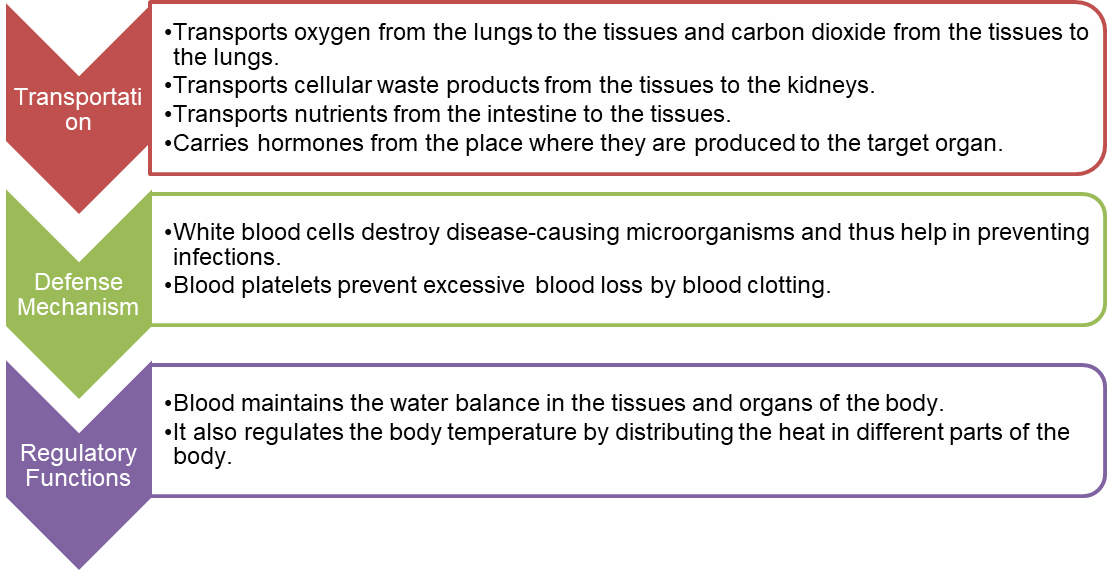 what are the components of blood and their functions class 10