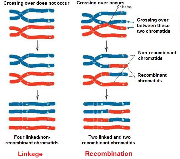 What Are Linkage And Recombination Briefly Describe With Diagram