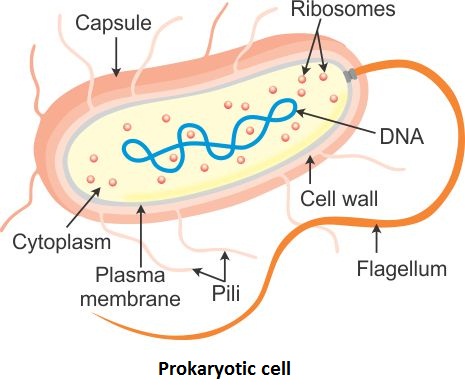 complete the labella diagram of prokartic cell - w14bz9zz