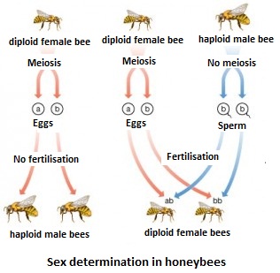 mechanism for sexual determination in honey bees  Biology 