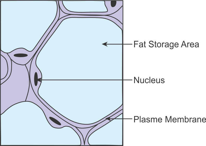 Adipose Connective Tissue Diagram