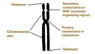 Image result for what is primary and secondary constriction