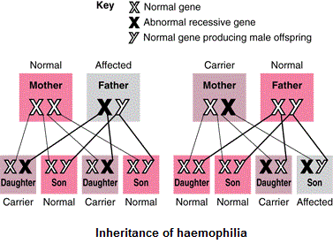 the recessive genes located on the x chromosome in humans are always expressed in females ...