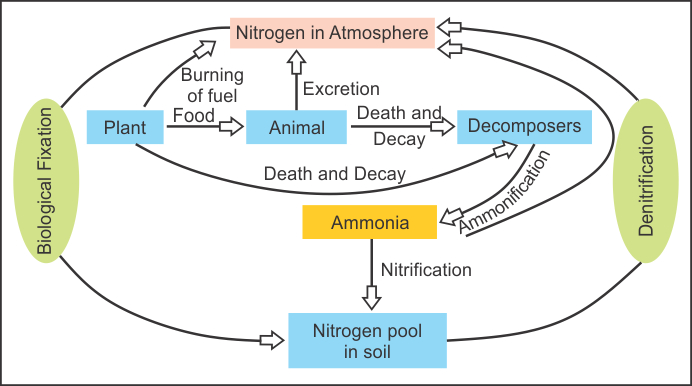 Draw A Neat Labelled Diagram Of Nitrogen Cycle In Nature