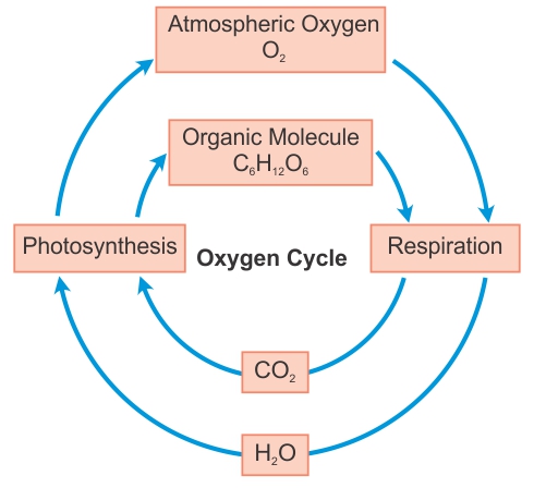 Flow Chart Of Oxygen Cycle