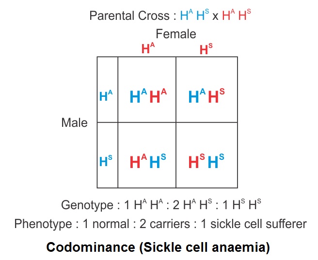 What is the phenotypic ratio of F1 progeny in codominance? - zkhr84gg