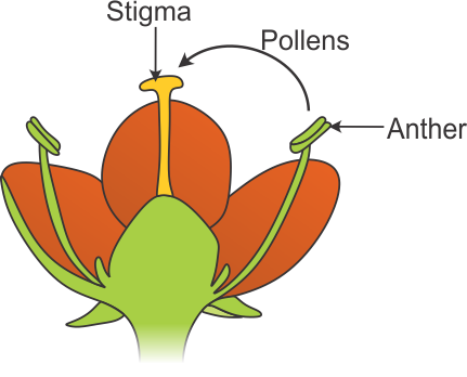 What is self-pollination? Diagrammatically represent self-pollination ...