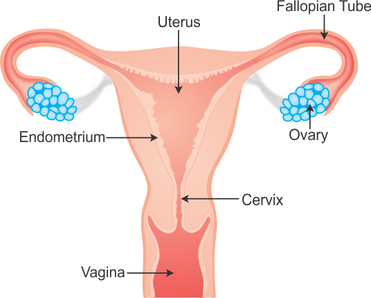 Draw a labelled diagram of female reproductive system.