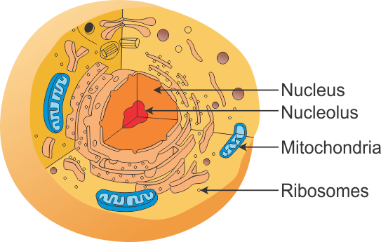 Identify the type of cell given below. How did you deduce your answer ...