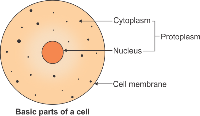 diagrammatically represent the three basic parts of a cell - Biology