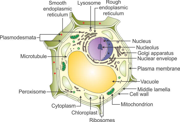 a draw a neat diagram of a plant cell and label the ...