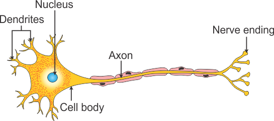 Drawing of a Typical Neuron - ppt video online download