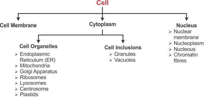 Cell Flow Chart