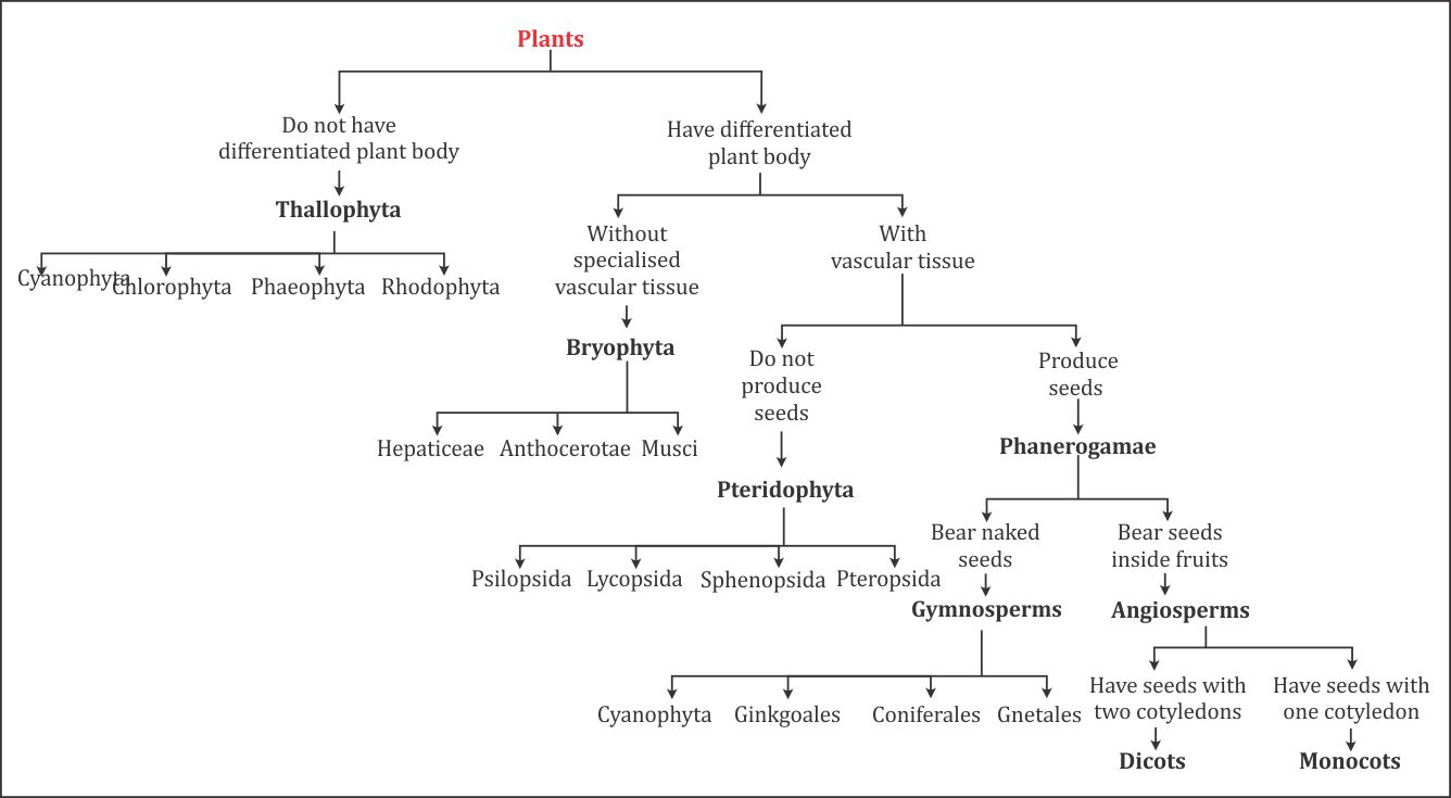 Kingdoms Of Biology Chart