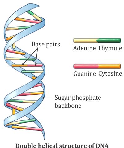 Plese explain the structure of DNA along with diagram - 9303