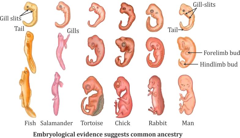 What is meant by Embryology 9699 -Biology - TopperLearning.com
